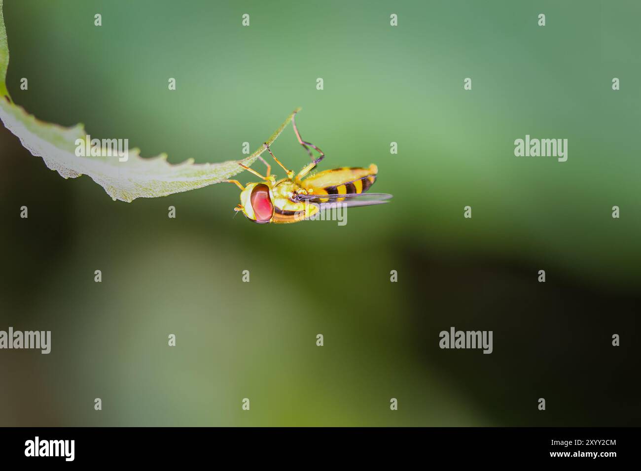 Primo piano di un hoverfly (Meliscaeva sp.) appeso capovolto su una foglia verde. Il corpo della mosca è nero con strisce gialle e ha un composto grande Foto Stock