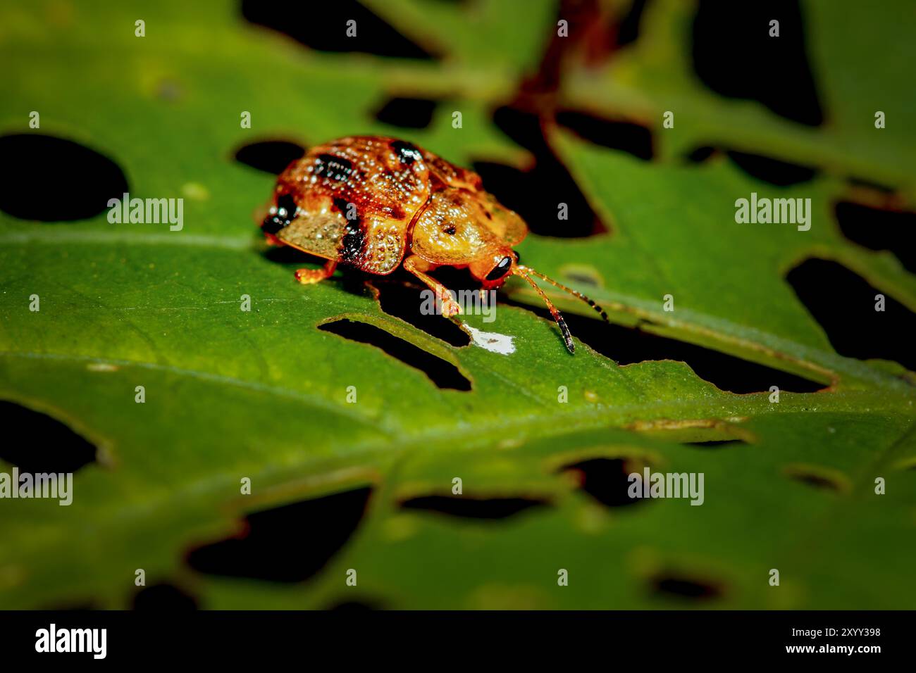Uno scarabeo tartaruga maculato nero (Laccoptera nepalensis) su una foglia con segni di morso. Il coleottero del corpo è marrone con macchie nere e la sua ala copre un Foto Stock