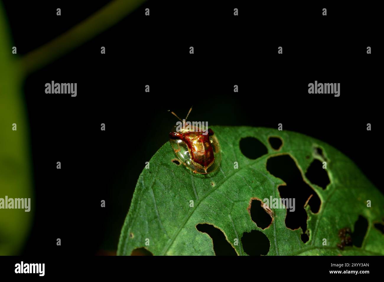 Uno scarabeo tartaruga maculato nero (Laccoptera nepalensis) su una foglia con segni di morso. Il coleottero del corpo è marrone con macchie nere e la sua ala copre un Foto Stock