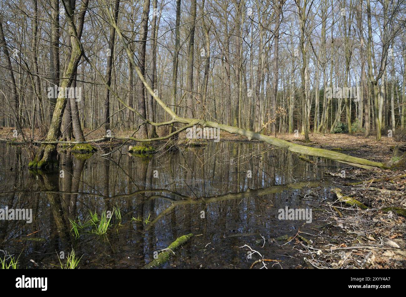 Riserva naturale Casslauer Wiesenteiche. Sachsen, foresta alluvionale, pianura alluvionale in Sassonia Foto Stock