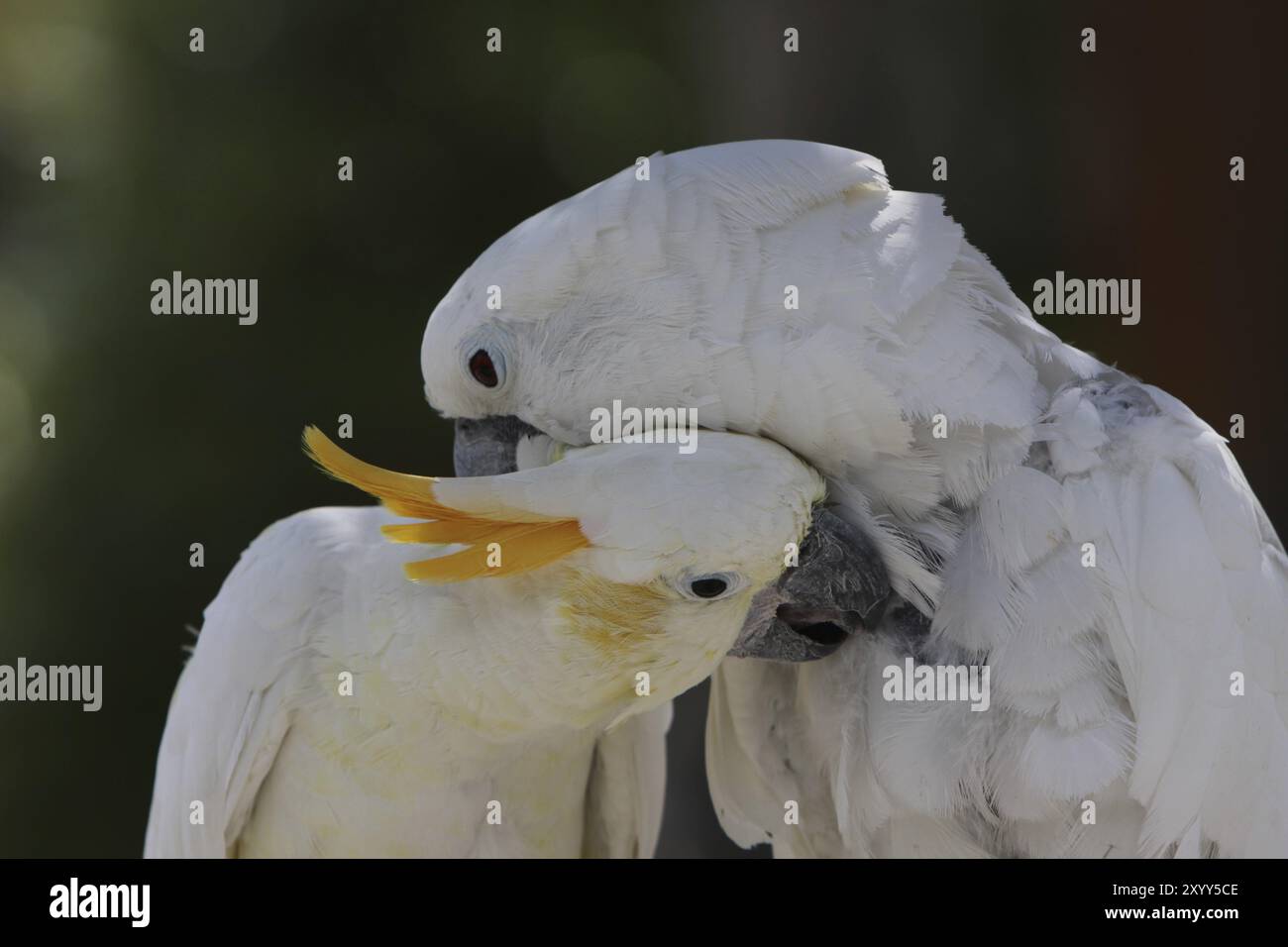 Cockatoo crestato bianco e cockatoo crestato giallo Foto Stock