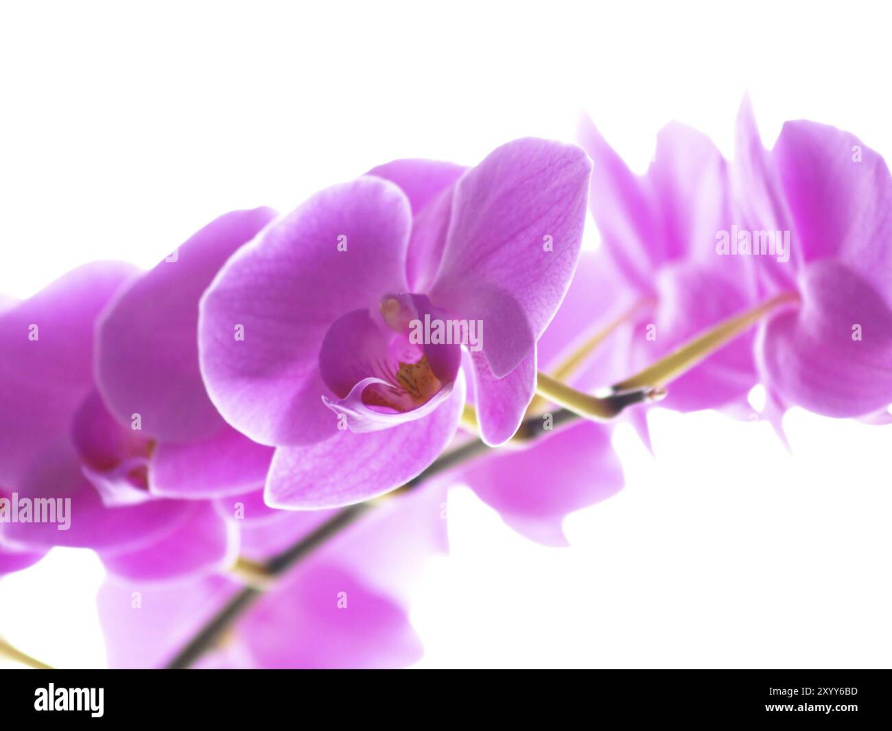 Orchidea di Phalaenopsis, con lingua gialla, isolata verso il bianco Foto Stock