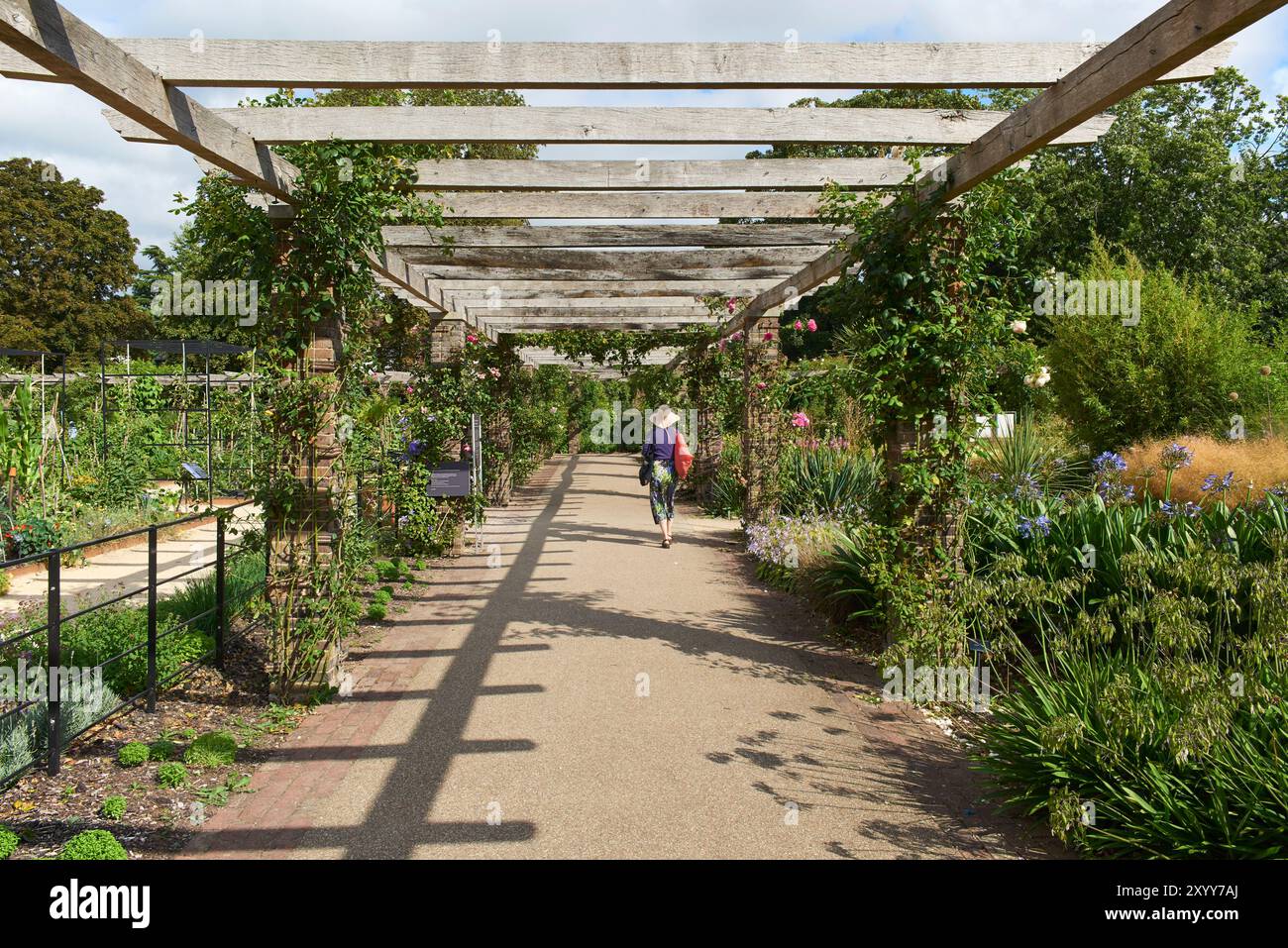 La Rose Pergola ai Kew Gardens, Greater London UK Foto Stock