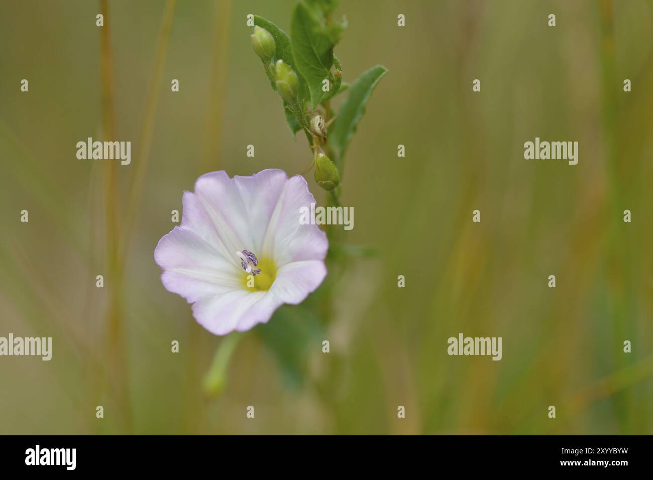 Convolvulus arvensis (erba legata da campo) su un prato. Alghe bindali di campo (Convolvulus arvensis) Foto Stock