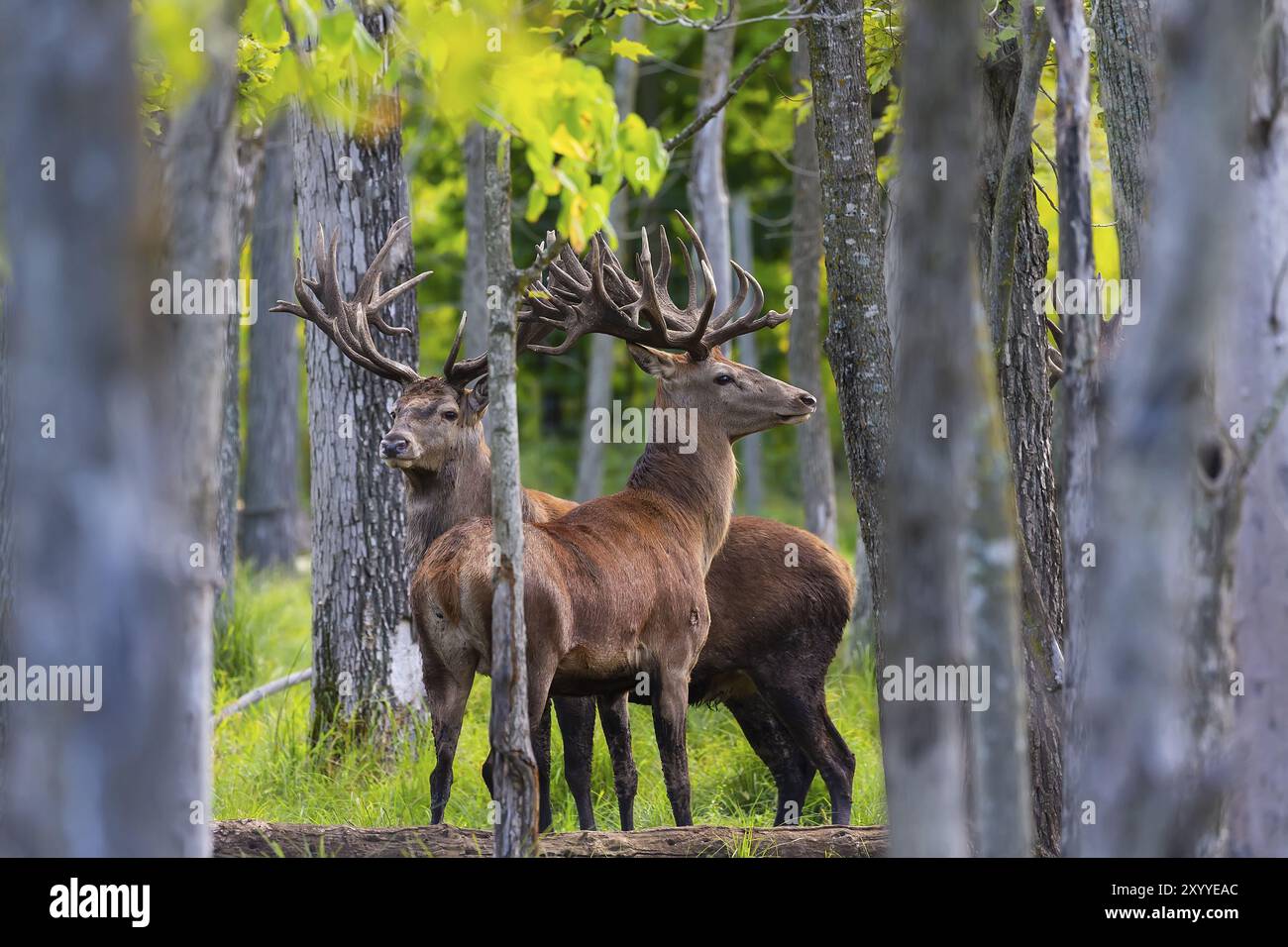 Cervo europeo (Cervus elaphus) in rut, è la quarta specie di cervo più grande Foto Stock