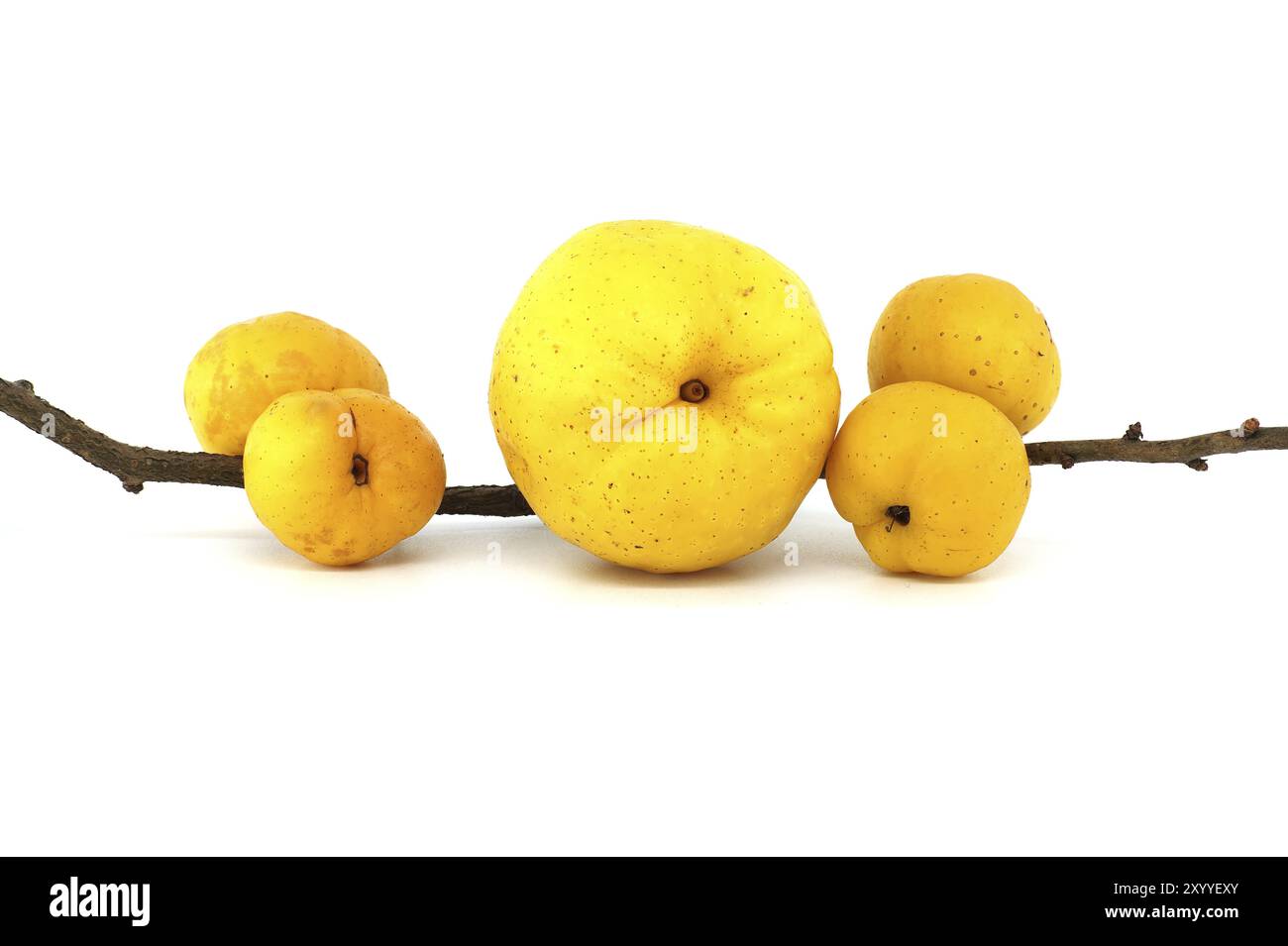 Frutti di cotogna giallo-dorato luminosi isolati su sfondo bianco, piena profondità di campo, Chaenomeles japonica o cotogna giapponese Foto Stock