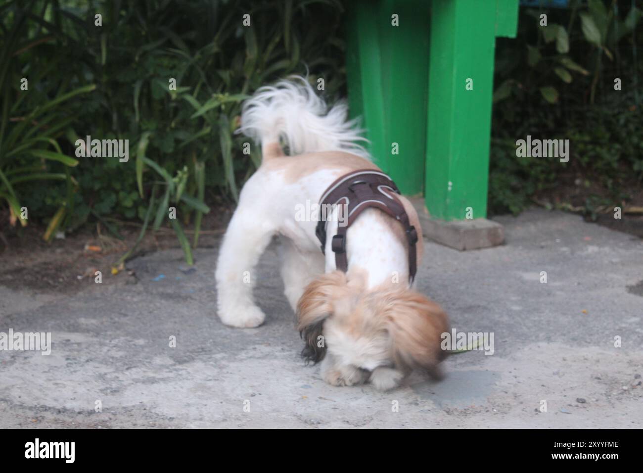 Shi Tzu cucciolo per strada. Il cucciolo cerca cibo e giocattoli per terra. Sollevare un cucciolo. Foto Stock