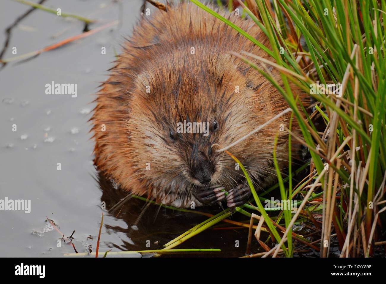 Ratto muschiato che mangia erba in una palude del Michigan Foto Stock