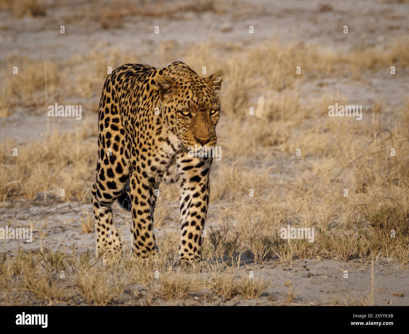 Leopard in Etosha National Park, Namibia Foto Stock