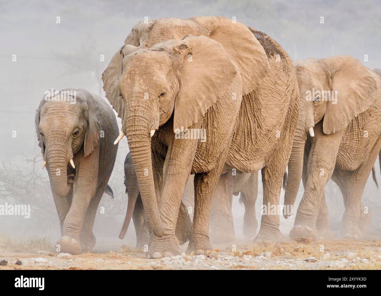 Leopard in Etosha National Park, Namibia Foto Stock