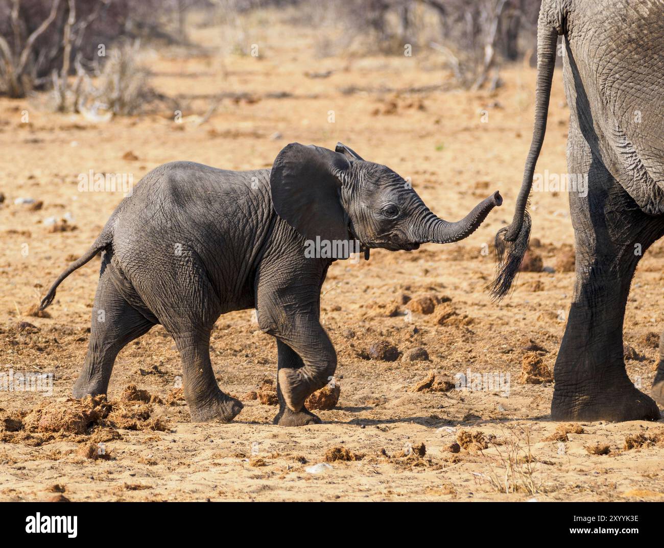 Cucciolo di elefante nel Parco Nazionale di Etosha, Namibia Foto Stock