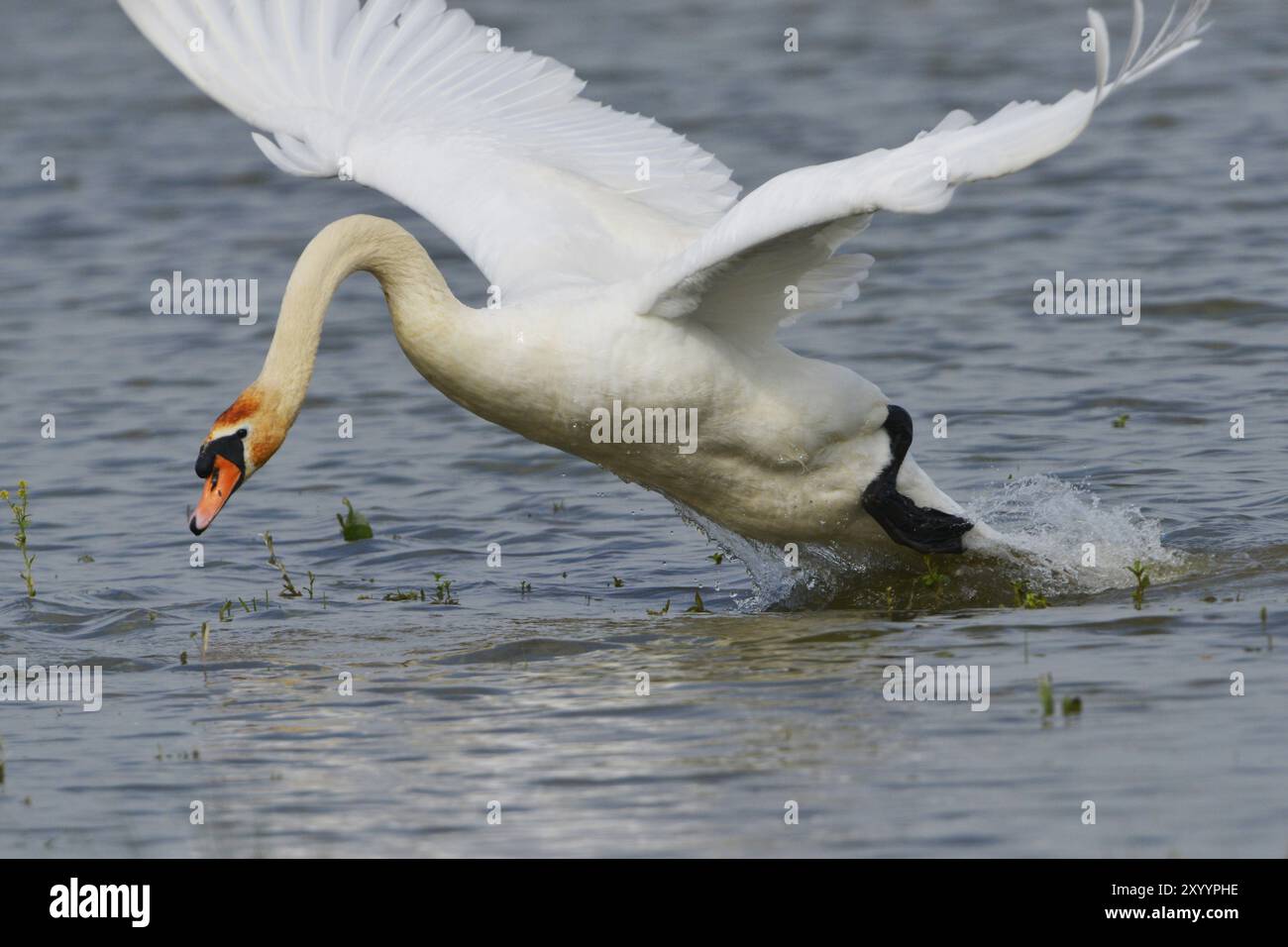 Cigno muta che difende il suo territorio.cigno muta in difesa territoriale Foto Stock