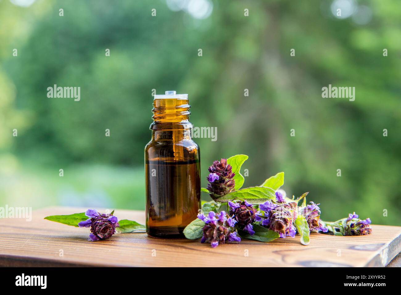 Prunella vulgaris nota come auto-guarigione comune, guarigione totale, erba ferita, cuore della terra, erba del falegname, brownwort e riccioli blu tintura alle erbe. Foto Stock