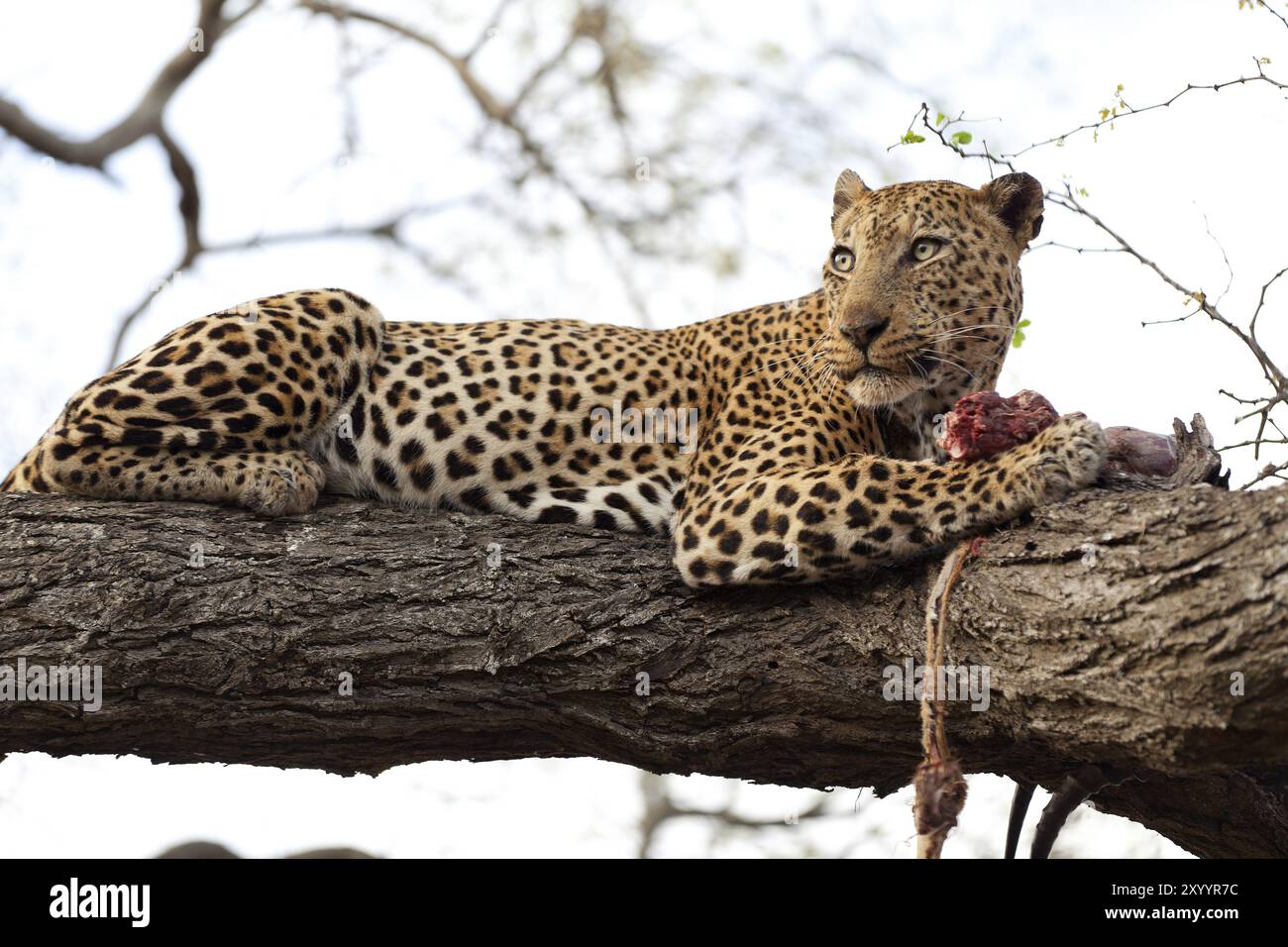 Leopardo che si nutre di un albero nel Parco Nazionale Kruger in Sud Africa Foto Stock