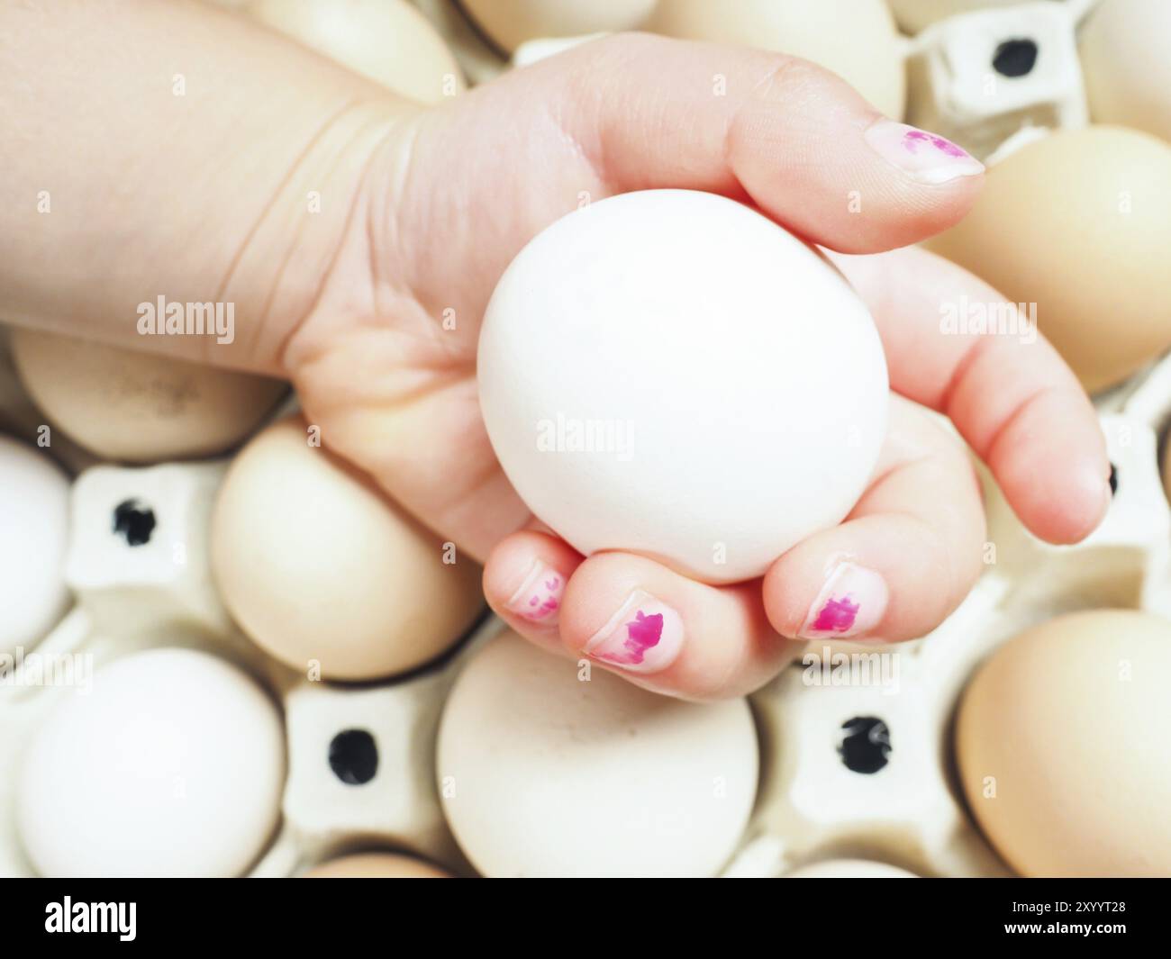 Bambine mano che regge un uovo di pollo su un contenitore di marrone e bianco uova Foto Stock