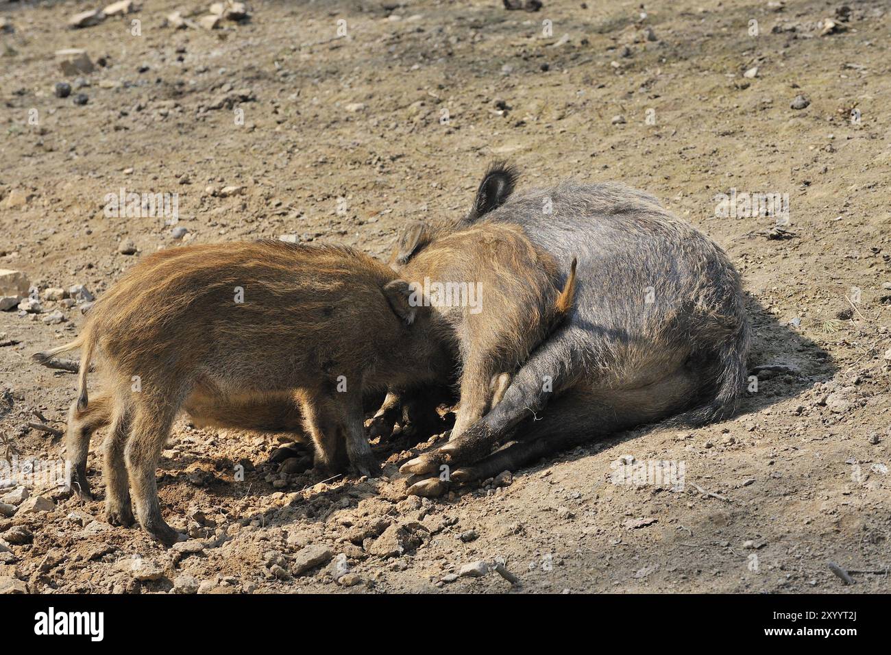 Cinghiale (Sus scrofa) in allattamento al cinghiale (Sus scrofa) in allattamento Foto Stock