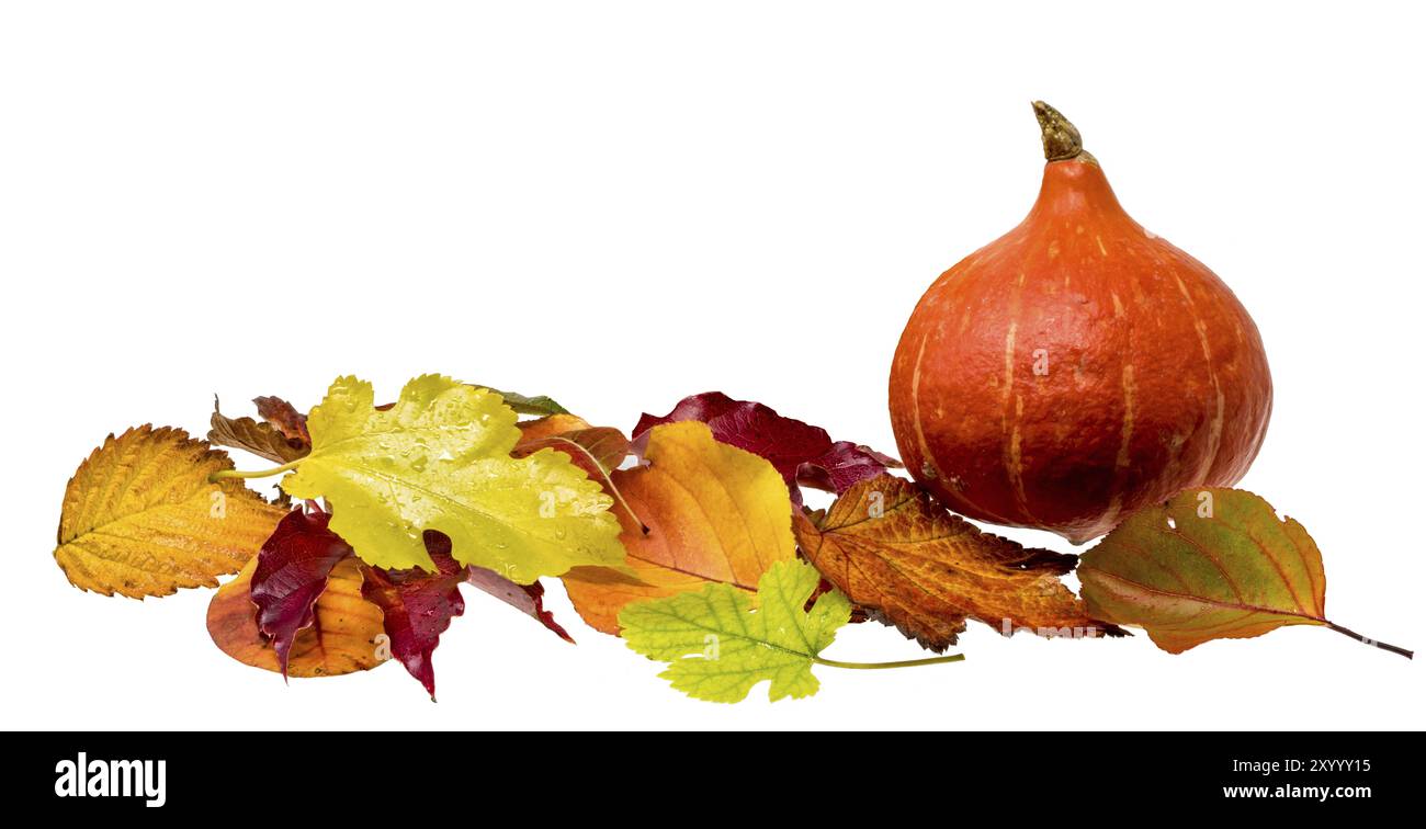 Decorazioni autunnali con fogliame colorato e zucca Hokkaido corta su bianco Foto Stock