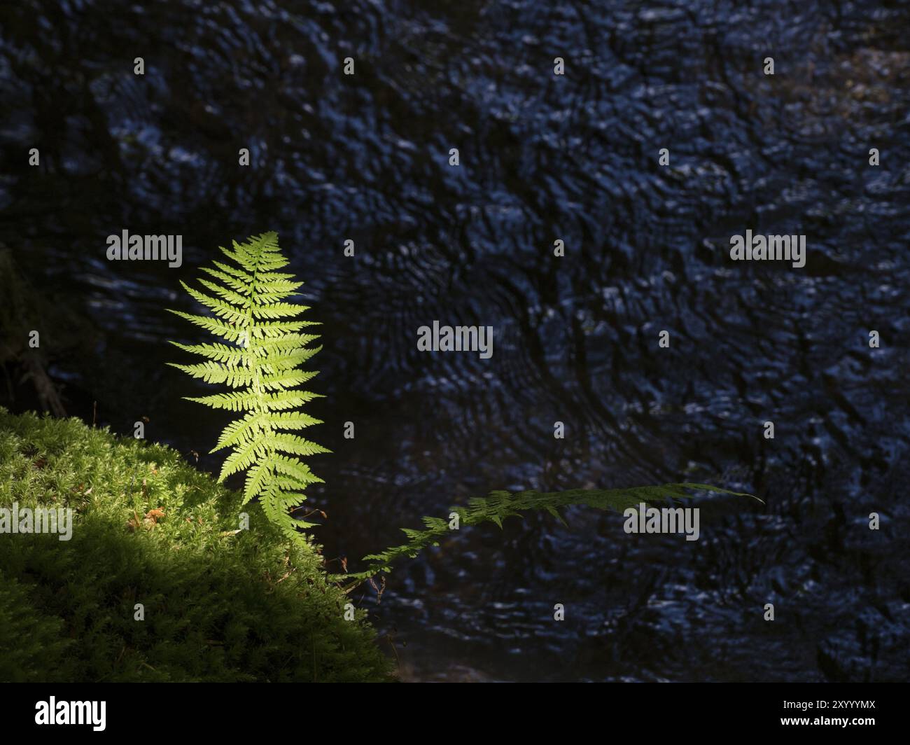 Il Dryopteris dilatata brilla sopra il torrente Polenzbach nella Svizzera sassone Foto Stock