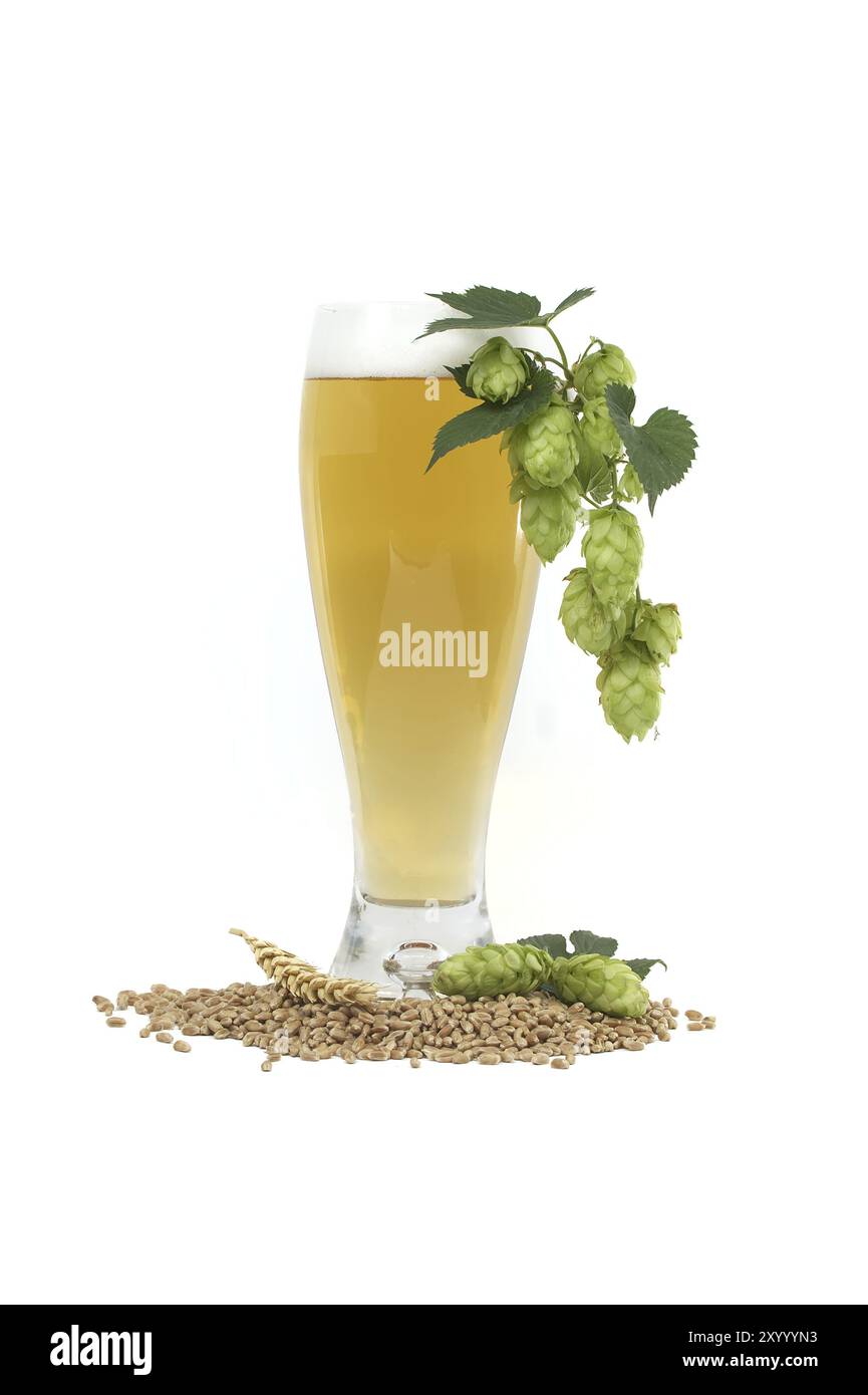 Primo piano con un bicchiere di birra con coni di luppolo di ramo e semi di frumento isolati su fondo bianco, ingredienti per la produzione della birra Foto Stock