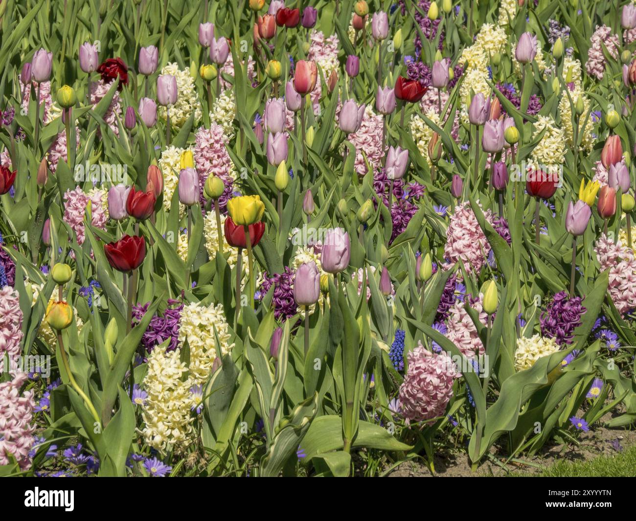 Colorato letto di fiori con varie aiuole di fiori in rosso, rosa, giallo e viola, Amsterdam, Paesi Bassi Foto Stock