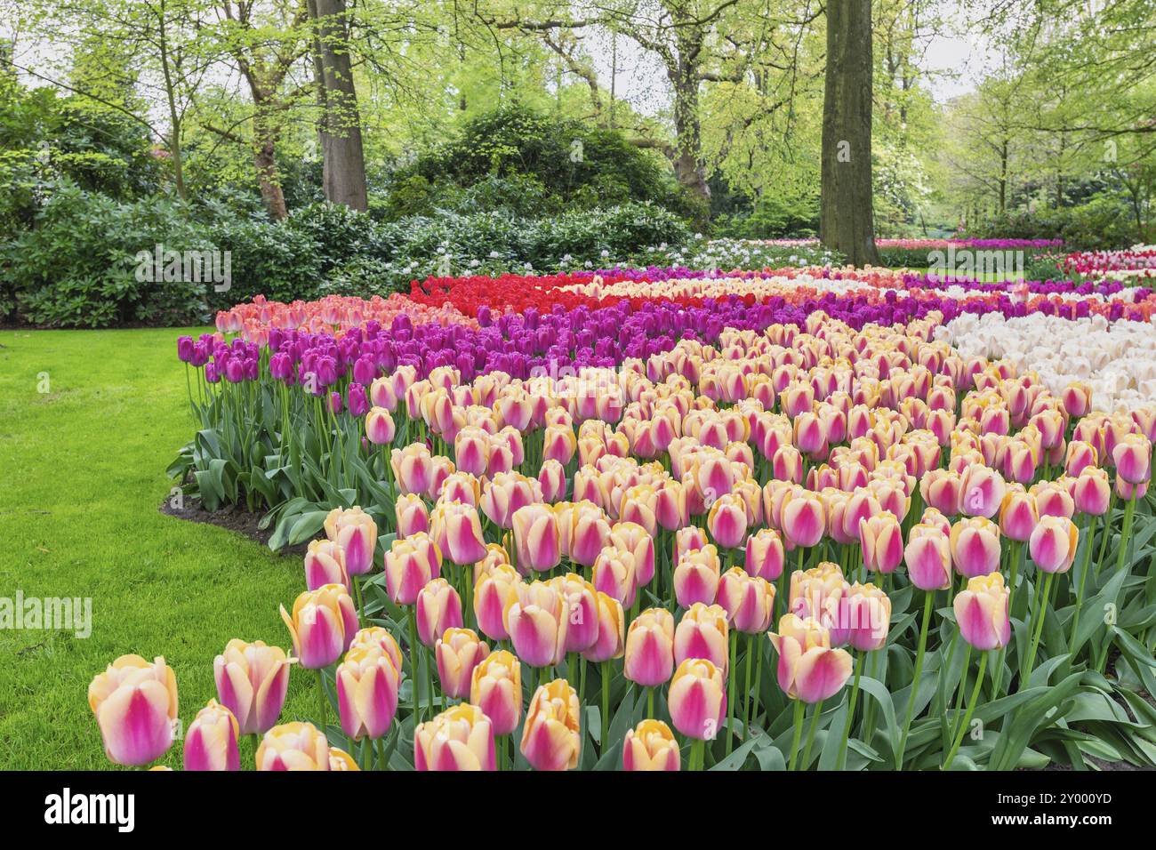 Tulipano fiore campo in giardino, stagione di primavera a Lisse vicino Amsterdam Paesi Bassi Foto Stock