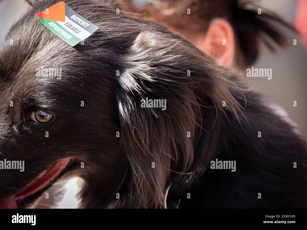 Manchester, Regno Unito. 31 agosto 2024. Boicottaggio Israele adesivo sulla testa dei cani. Manifestanti palestinesi a Manchester nel loro 48esimo fine settimana di protesta dopo l'attacco di Hamas il 7 ottobre. I manifestanti marciarono attraverso il centro di Manchester iniziando e finendo in Piazza San Pietro. La marcia si fermò all'edificio assicurativo di Axa, in King Street, per ringraziare la compagnia per il disinvestimento in Israele. Autobus e tram furono trattenuti mentre la marcia procedeva con una scorta della polizia. Manchester Regno Unito. Immagini garyroberts/Worldwide Features. Crediti: GaryRobertsphotography/Alamy Live News Foto Stock