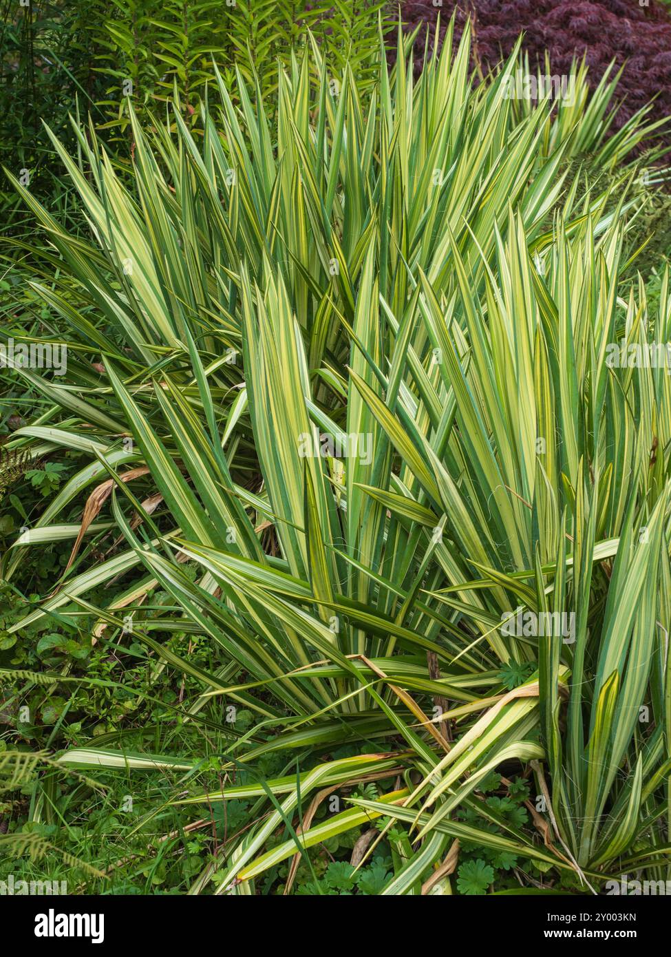 Rosette Evergreen del palmo ad ago variegato, Yucca filamentosa "Color Guard" Foto Stock