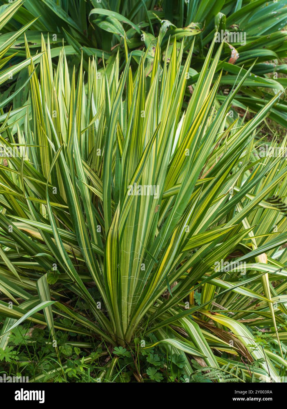 Rosette Evergreen del palmo ad ago variegato, Yucca filamentosa "Color Guard" Foto Stock