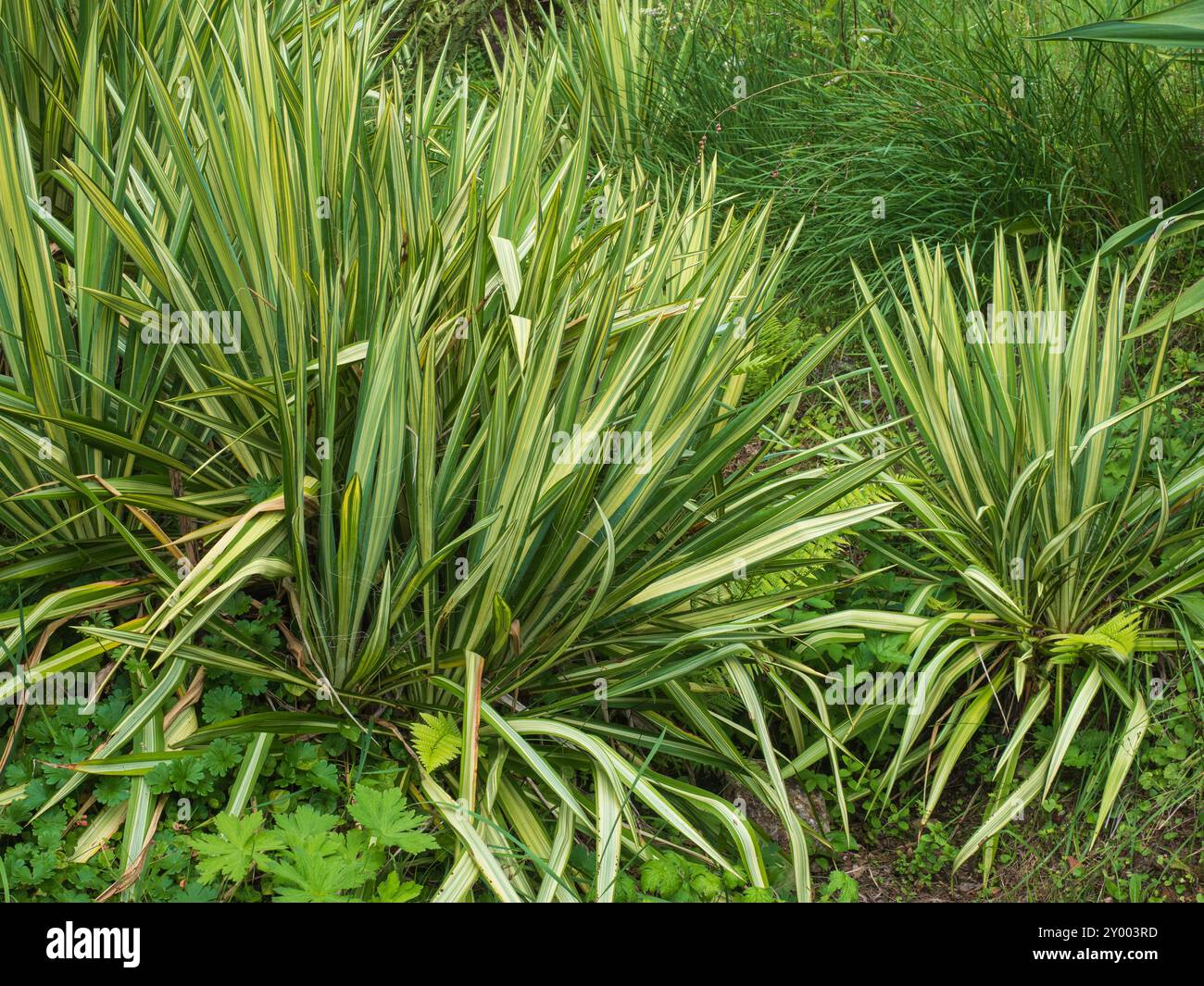 Rosette Evergreen del palmo ad ago variegato, Yucca filamentosa "Color Guard" Foto Stock
