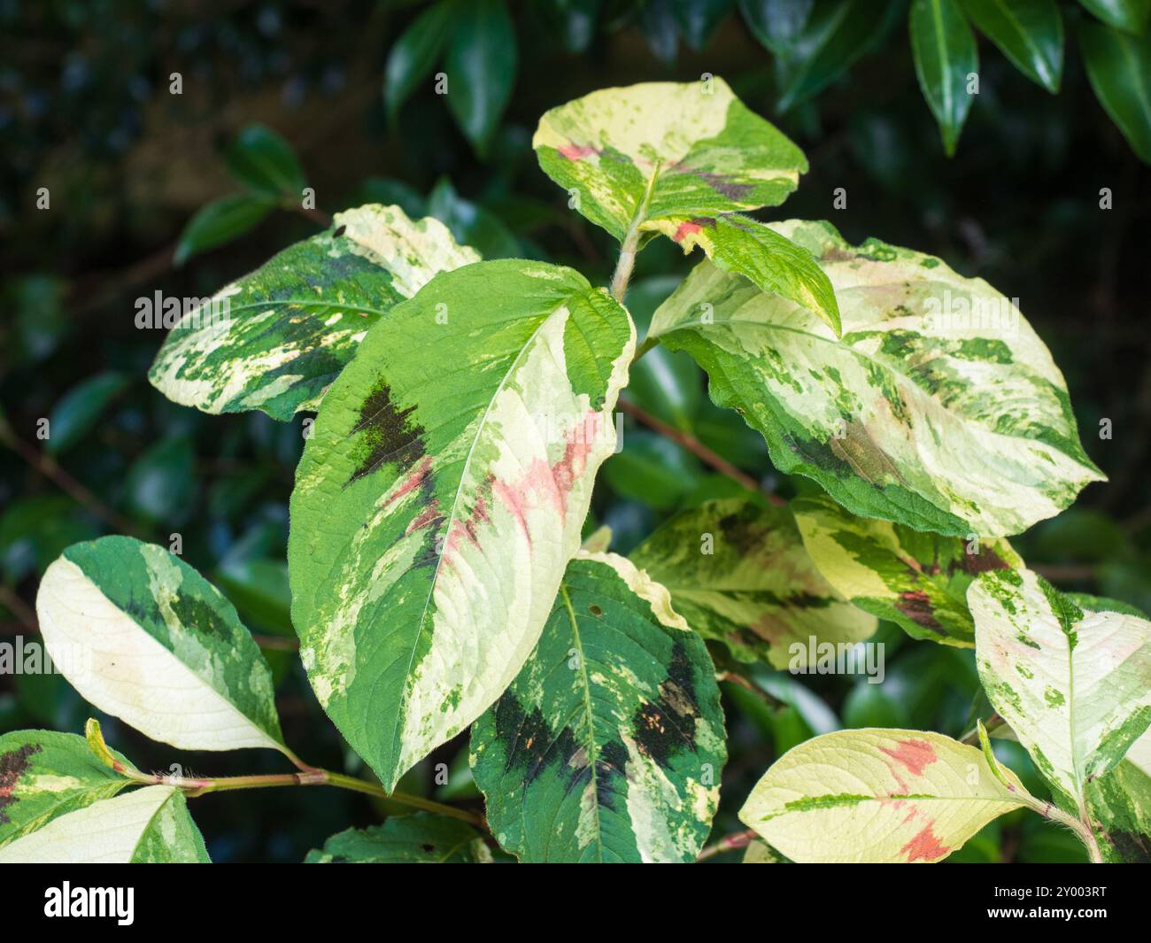 Variegazione crema, verde e rosso e chevron scuro della perenne tavolozza dei pittori Persicaria virginiana Foto Stock