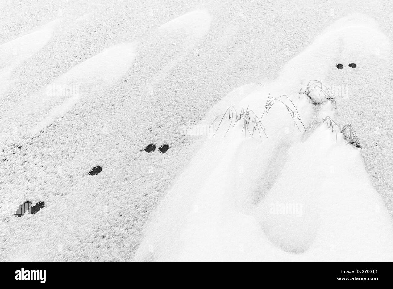 Lago coperto di ghiaccio, Norrbotten, Lapponia, Svezia, ottobre 2015, Europa Foto Stock