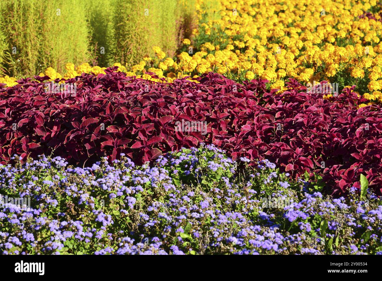 Grande aiuola con calendule e coleus rosso Foto Stock