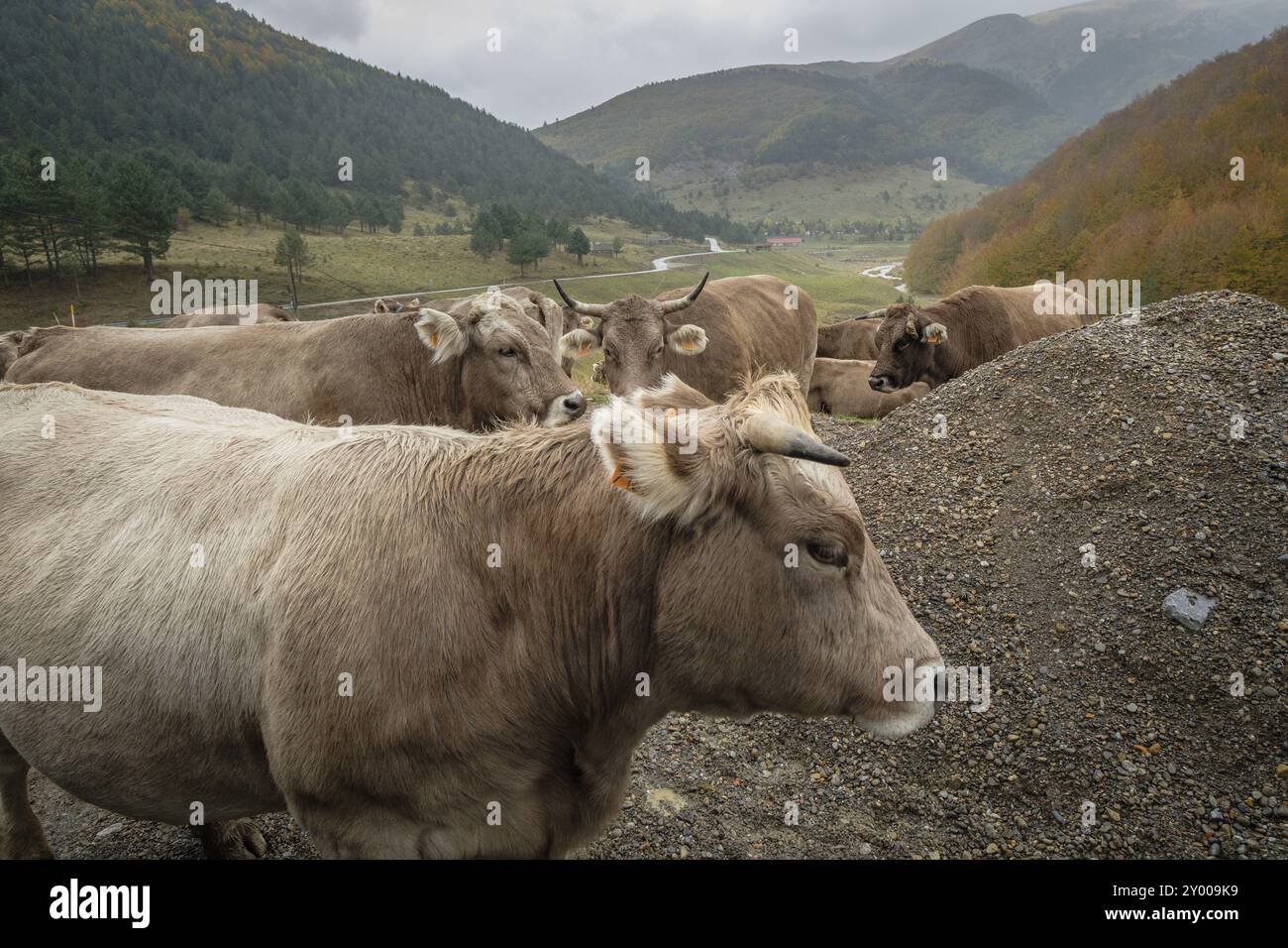 Vacas en el corredor verde del rio Veral, valles occidentales, cordillera pirenaica, provincia de Huesca, Aragona, Espana, Europa Foto Stock