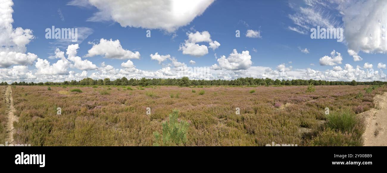 Paesaggio della brughiera di Kyritz-Ruppiner nel Brandeburgo (vero panorama) Foto Stock