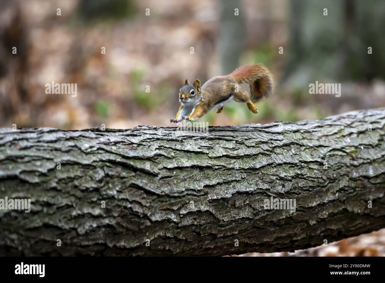 Scoiattolo rosso americano noto come scoiattolo di pino, scoiattolo rosso nordamericano e ceci Foto Stock