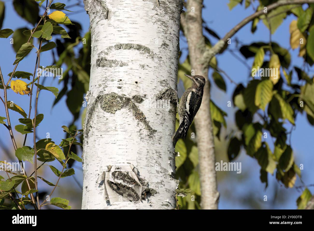 Lo Sphyrapicus varius (Sphyrapicus varius) è un picchio di medie dimensioni che si riproduce in Canada e negli Stati Uniti nord-nordorientali Foto Stock