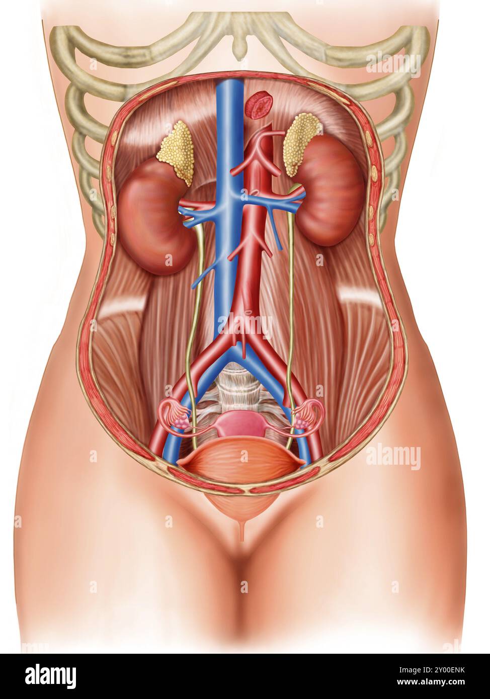 Anatomia degli organi umani Foto Stock