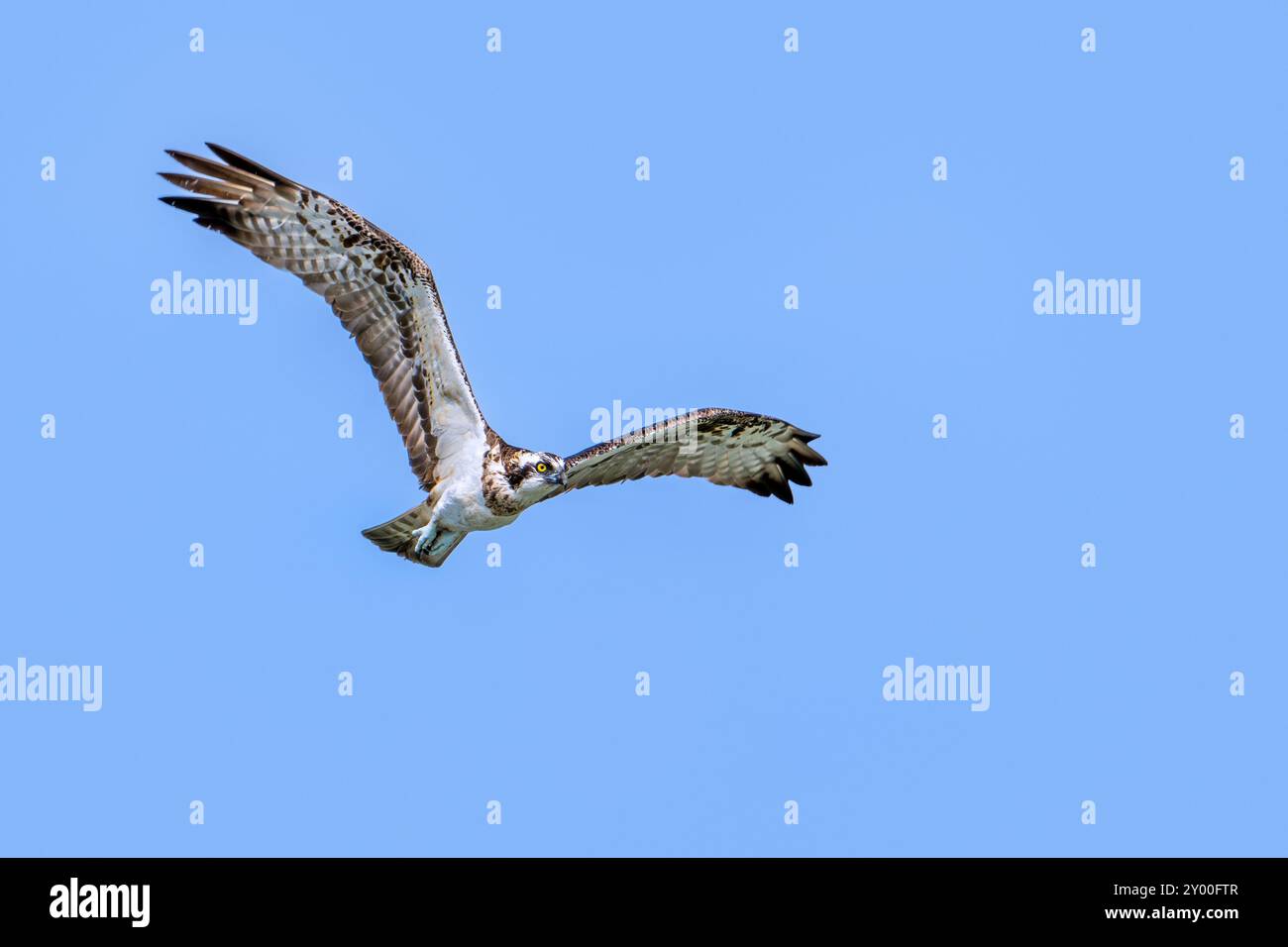 Western falco pescatore (Pandion haliaetus) in volo svettanti contro il cielo blu Foto Stock