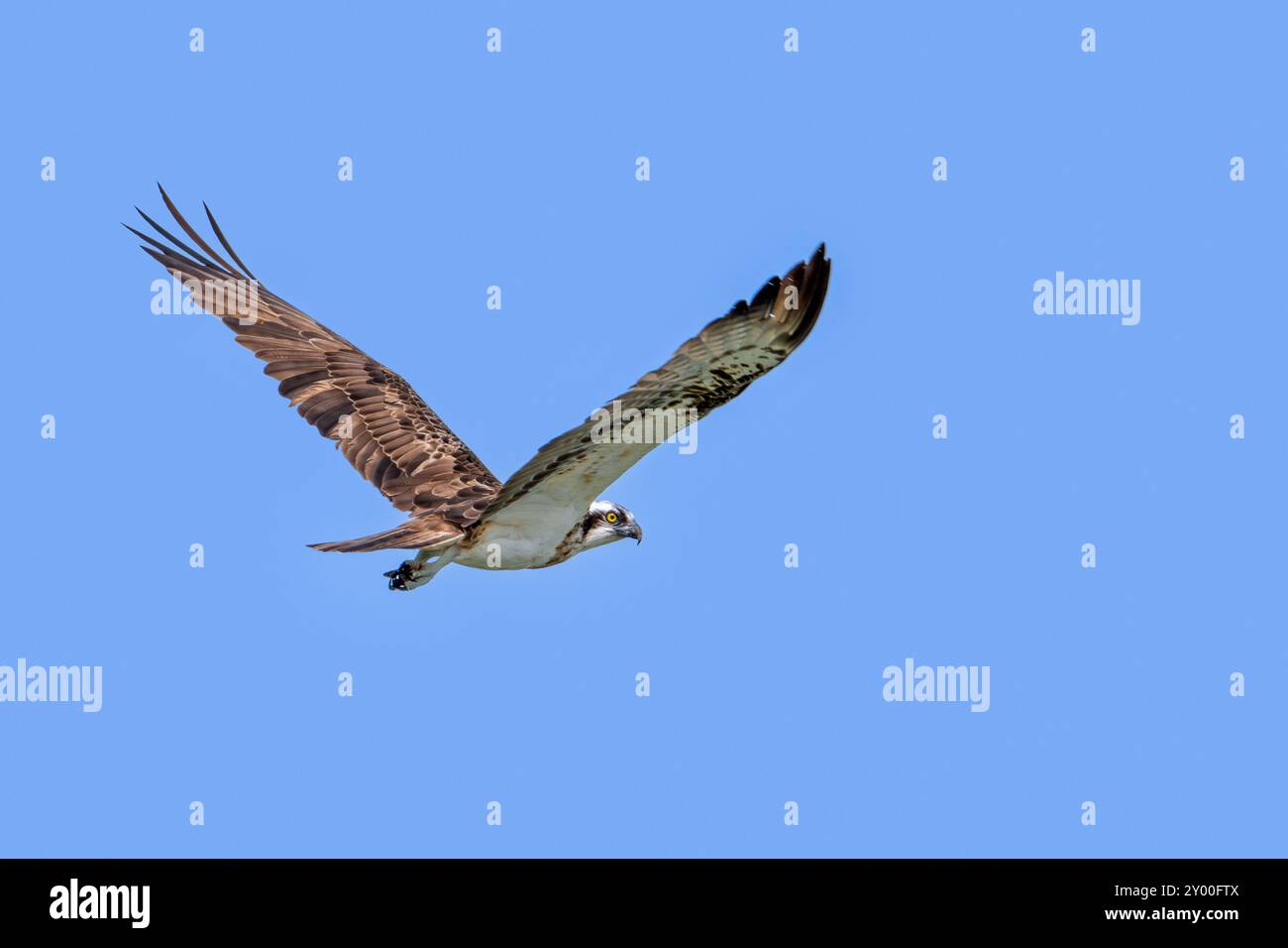 Western falco pescatore (Pandion haliaetus) in volo svettanti contro il cielo blu Foto Stock