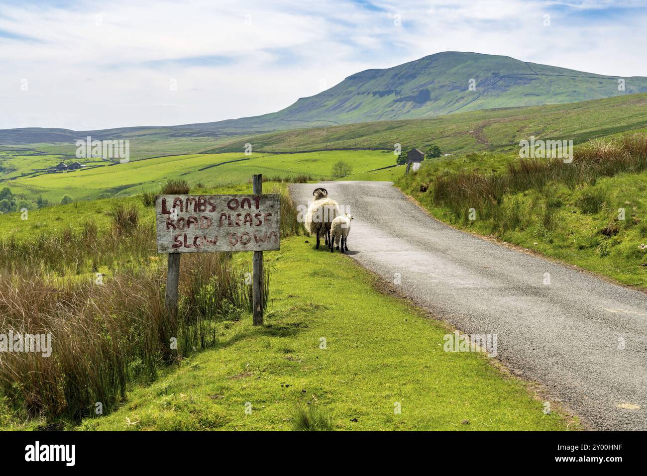 Segno: Agnelli sulla strada si prega di rallentare, con pecore vicino alla strada, visto vicino Halton Gill, North Yorkshire, Inghilterra, Regno Unito Foto Stock