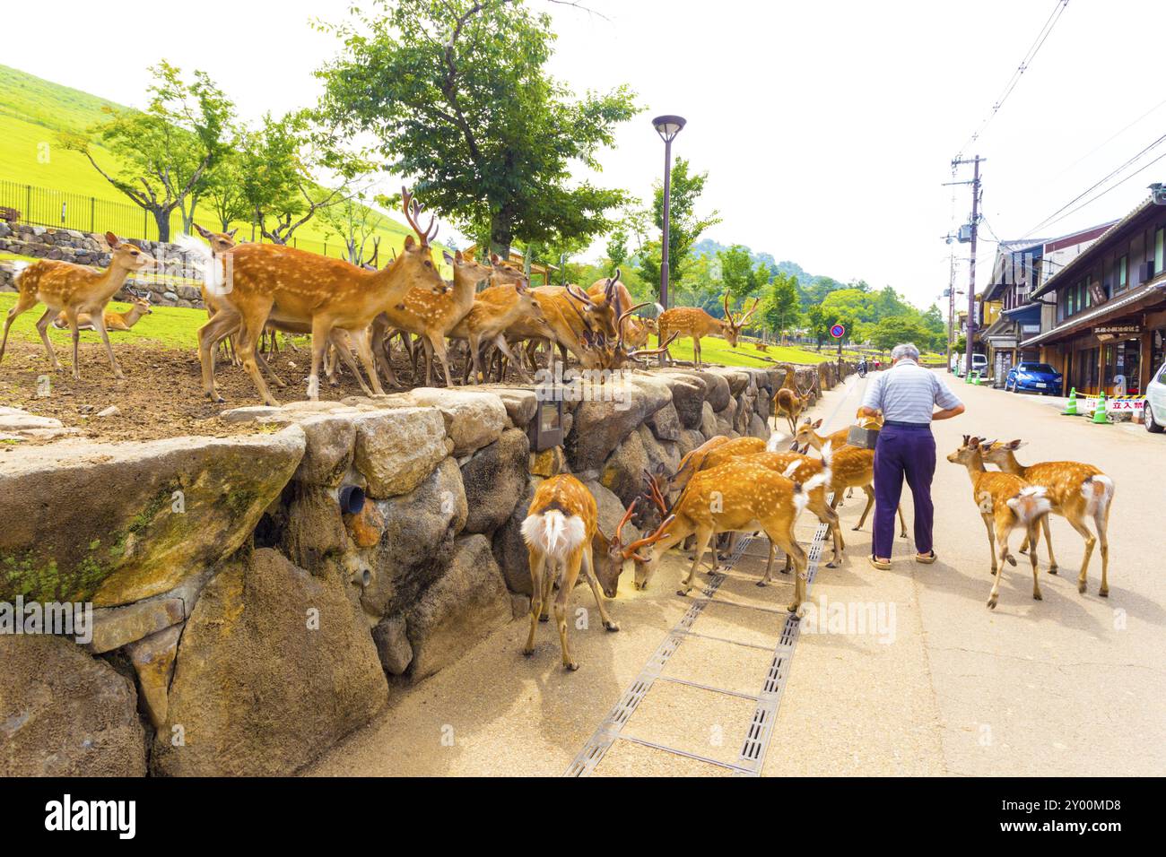NARA, GIAPPONE, 24 GIUGNO 2015: Anziano anziano uomo giapponese che alimenta il venerato cervo di Nara Foto Stock