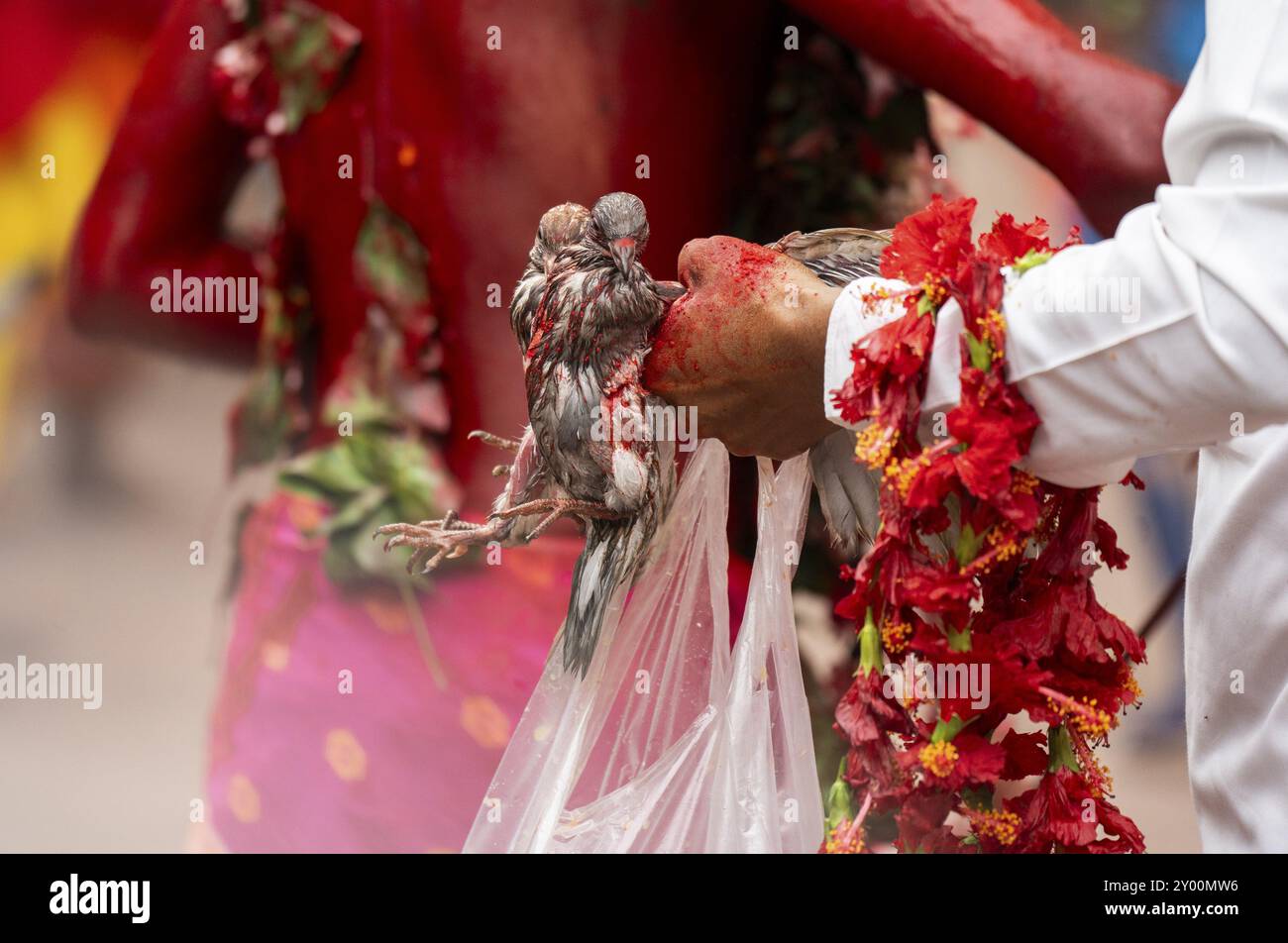 GUWAHATI, INDIA, 19 AGOSTO: Un sacerdote tiene un paio di piccioni sacrificali mentre danza al ritmo di Dhol (Drum) durante l'annuale Deodh della durata di tre giorni Foto Stock