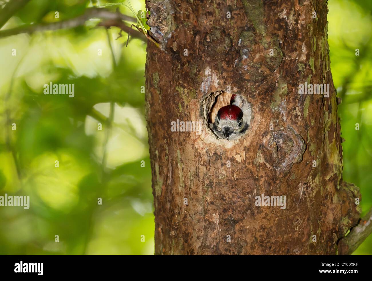 Primo piano di un grande picchio maculato all'interno del nido di buchi dell'albero Foto Stock
