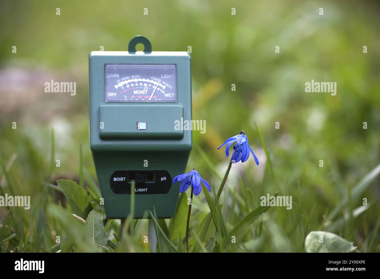 Misuratore elettronico verde di umidità del terreno posizionato in mezzo all'ambiente naturale sull'erba accompagnato da piccoli fiori blu Foto Stock