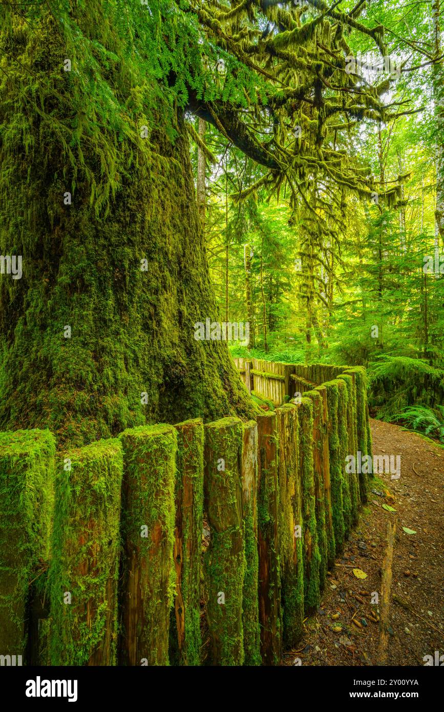 La massiccia tronco della antica Sitka Spruce albero a Harris Creek in British Columbia Foto Stock