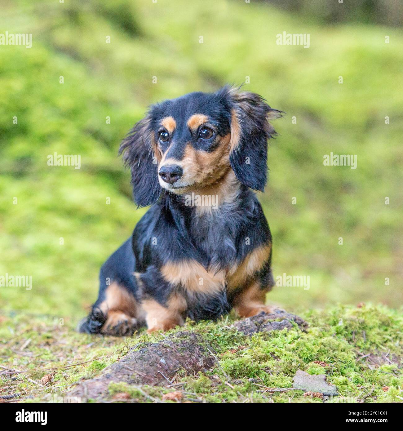 mini cane dachshund a capelli lunghi Foto Stock