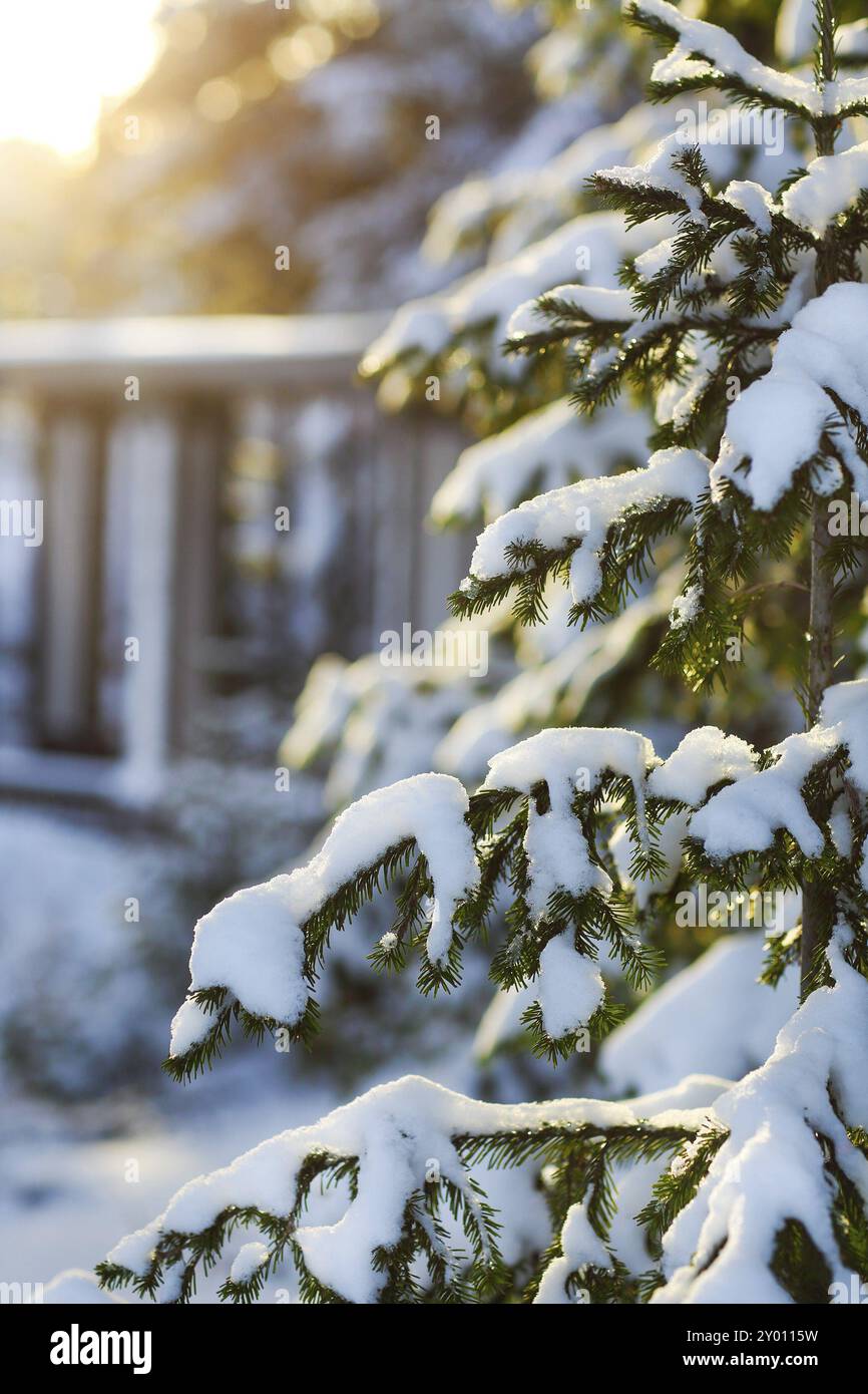 L'Abete rami ricoperti di neve in inverno freddo forest Foto Stock