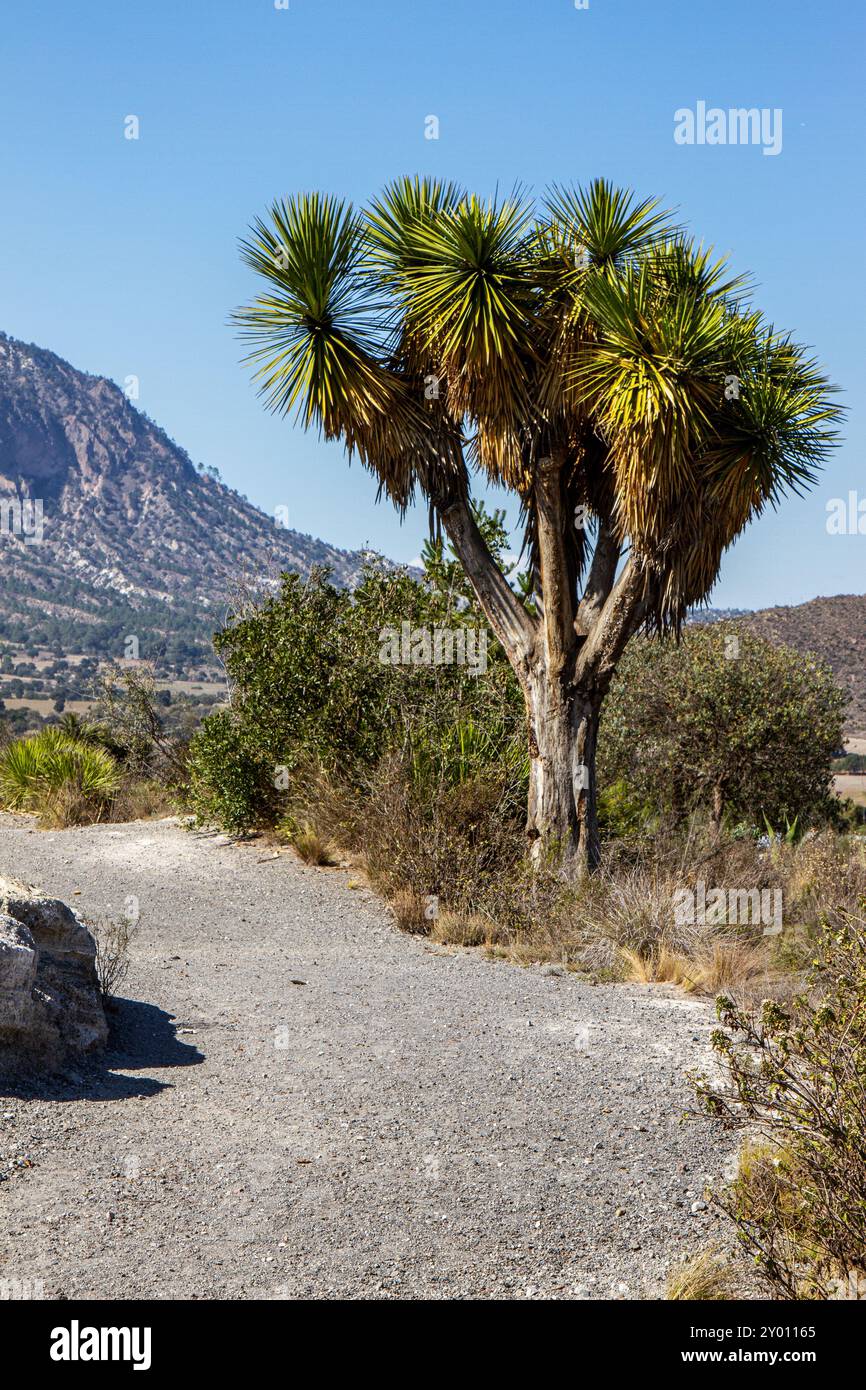 Una yucca in un ambiente arido con le montagne come scenario Foto Stock