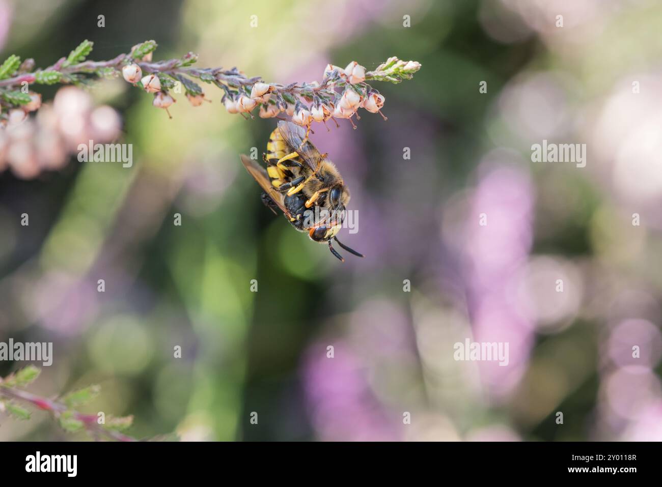 Bee Wolf (Philanthus triangulum) con una Honey Bee catturata. Il lupo d'ape riporta l'ape al suo nido prima di deporvi un uovo. Foto Stock