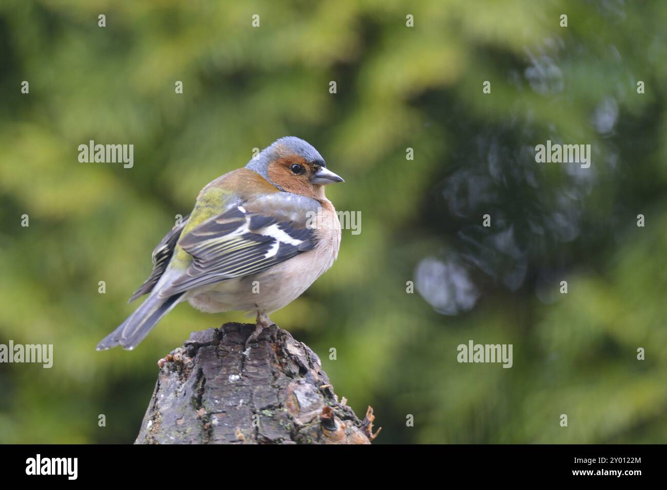 Chaffinch comune (Fringilla coelebs) in inverno/ chaffinch comune, chaffinch comune (Fringilla coelebs) Foto Stock